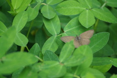 Cissia