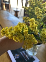 Eriogonum umbellatum