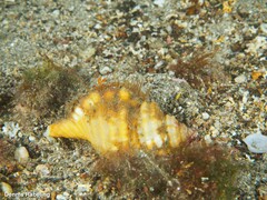 Monoplex parthenopeus