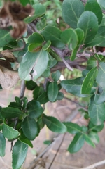 Mystroxylon aethiopicum