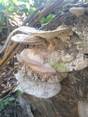 Trametes lactinea