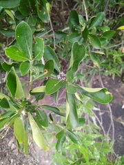 Pavetta gardeniifolia