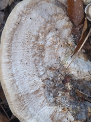 Trametes lactinea