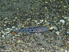 Thorogobius ephippiatus