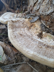 Trametes lactinea