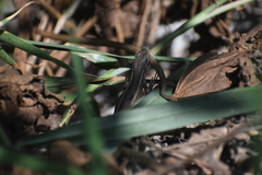 Stenocercus modestus