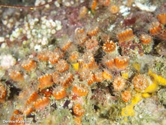 Polycyathus muellerae