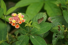 Vehilius stictomenes