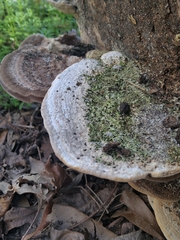 Trametes lactinea