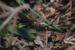 Stenocercus modestus