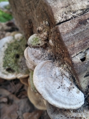 Trametes lactinea