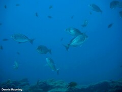 Spondyliosoma cantharus