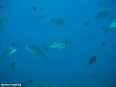 Spondyliosoma cantharus