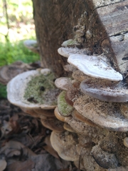 Trametes lactinea