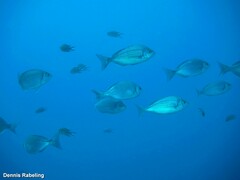 Spondyliosoma cantharus