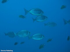 Spondyliosoma cantharus