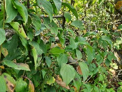Cornus sanguinea australis