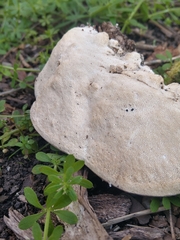 Trametes lactinea