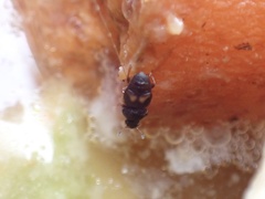 Carpophilus hemipterus