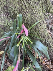 Billbergia distachia