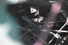 Stenocercus modestus