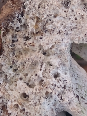 Trametes lactinea