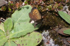 Lycaena boldenarum