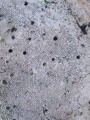 Trametes lactinea