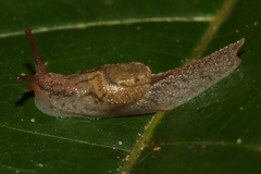 Sheldoniinae