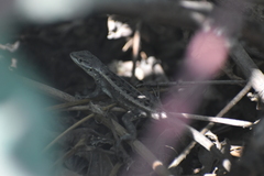 Stenocercus modestus