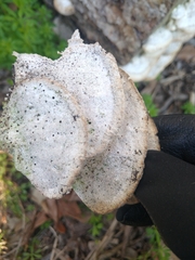 Trametes lactinea