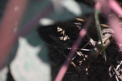 Stenocercus modestus