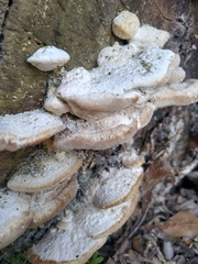 Trametes lactinea
