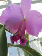 Cattleya trianae
