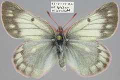 Colias nastes