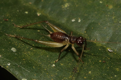 Trigonidiinae