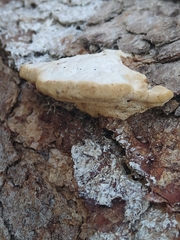 Trametes lactinea