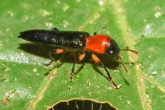 Languriinae