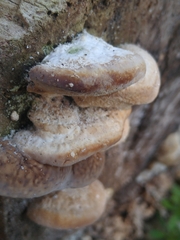 Trametes lactinea