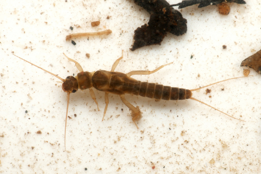 Early Needle Fly