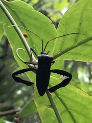 Acanthocephalini