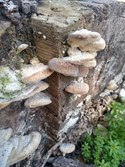 Trametes lactinea