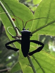 Acanthocephalini