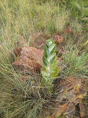Kalanchoe thyrsiflora