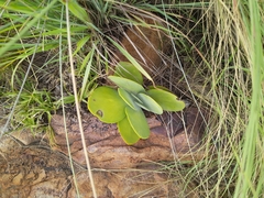 Kalanchoe thyrsiflora