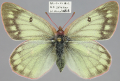 Colias nastes