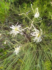 Clematis villosa stanleyi