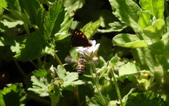 Metisella metis