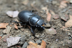 Apterodorcus bacchus