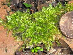 Rhynchostegium serrulatum